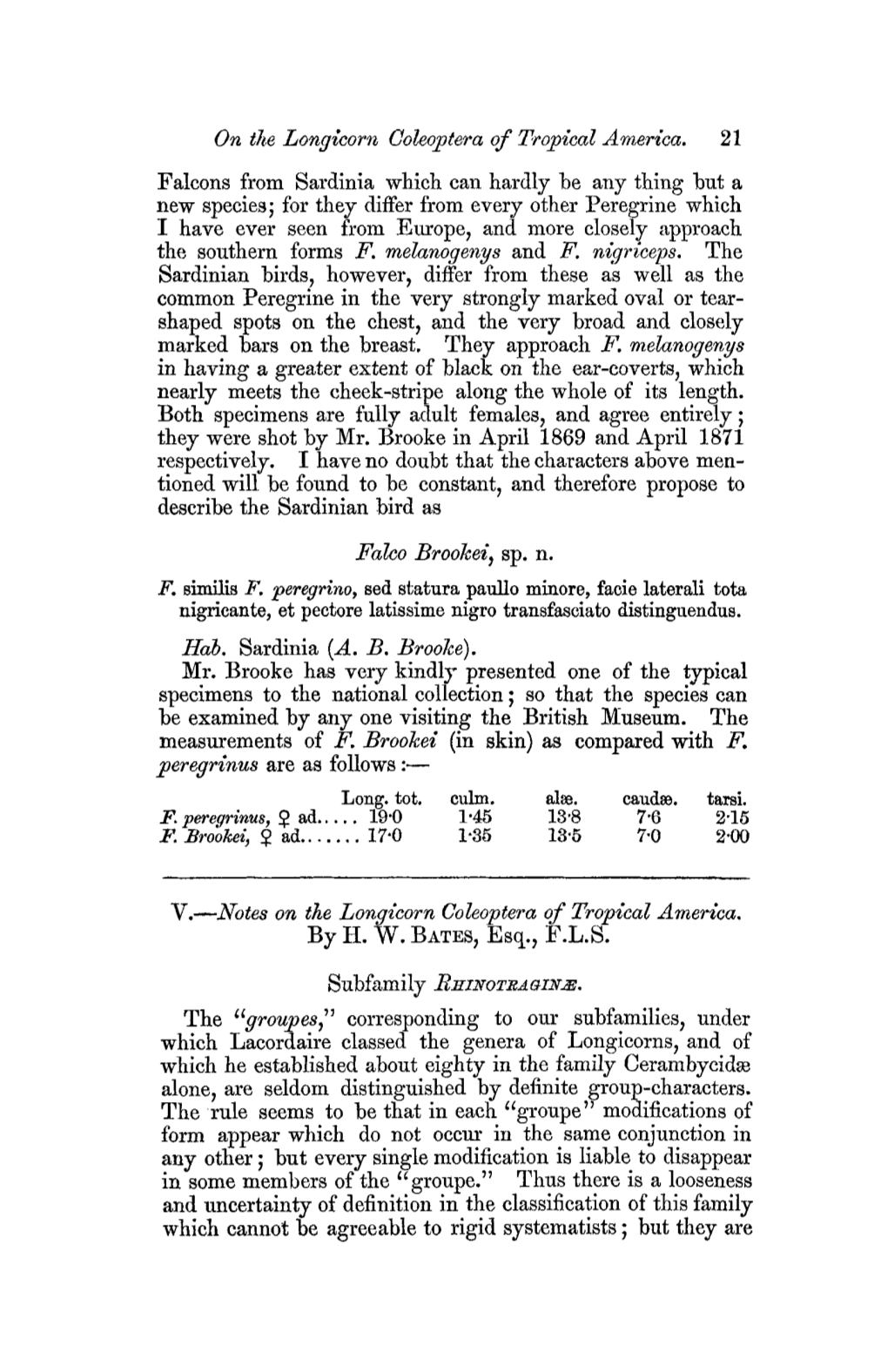 On the Longfcorn Coleojgtera of Tropical America. 21