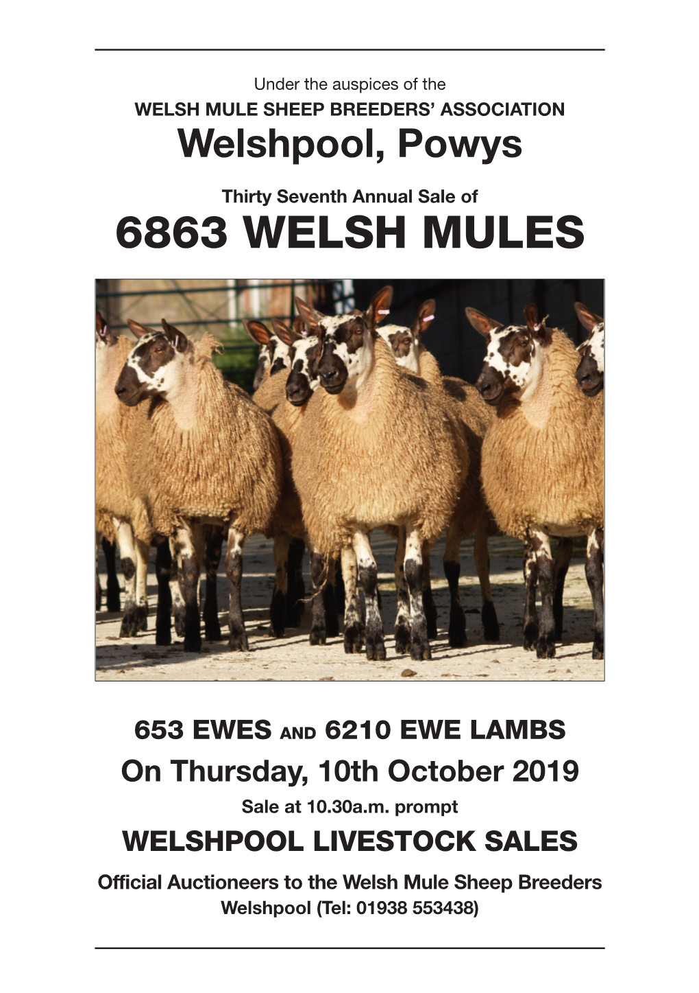 6863 Welsh Mules