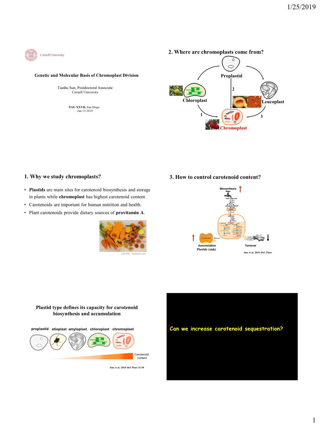 2. Where Are Chromoplasts Come From? 3. How to Control Carotenoid