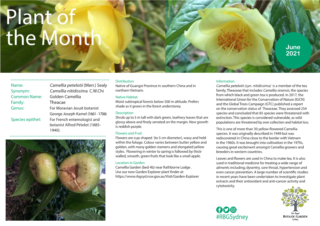 Plant of the Month