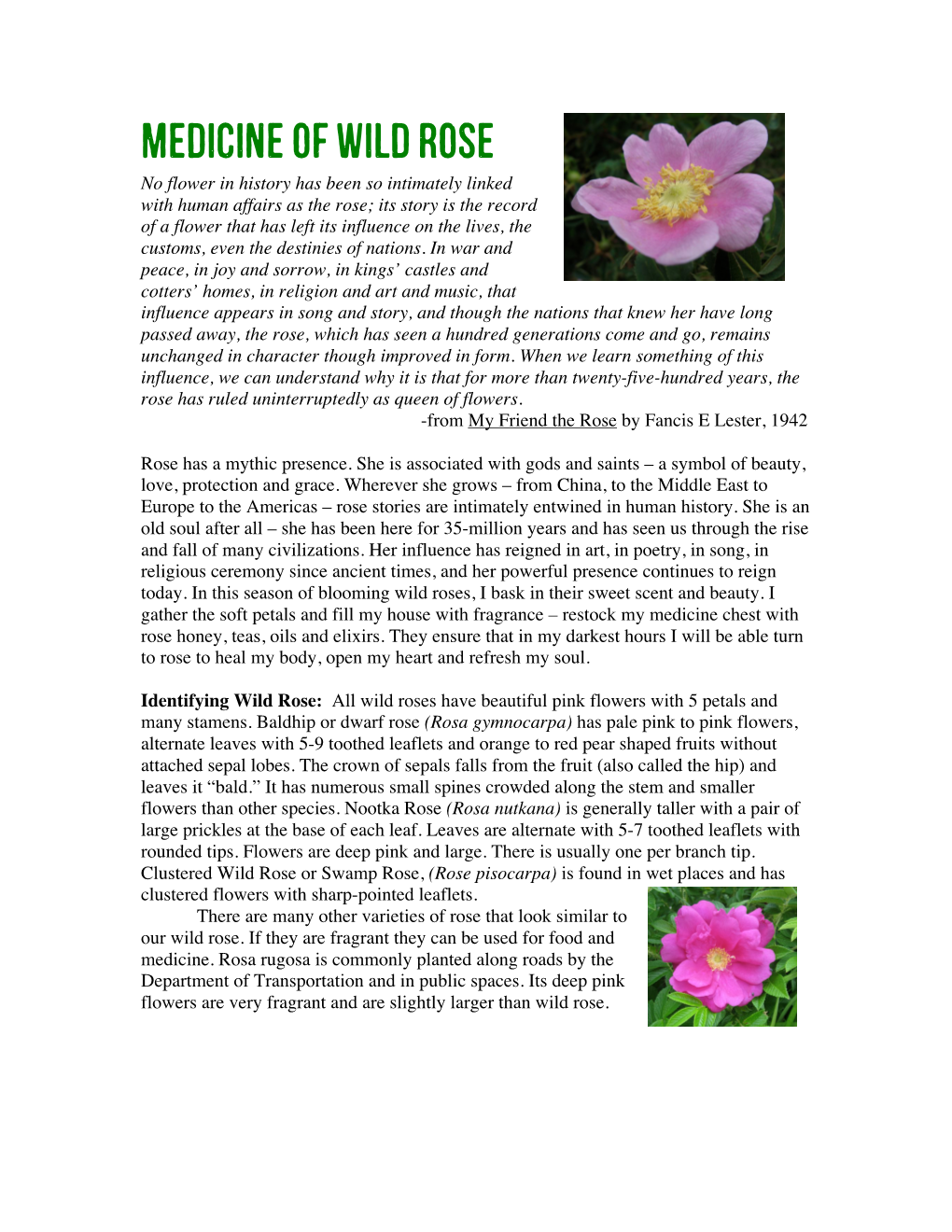 Medicine of Wild Rose