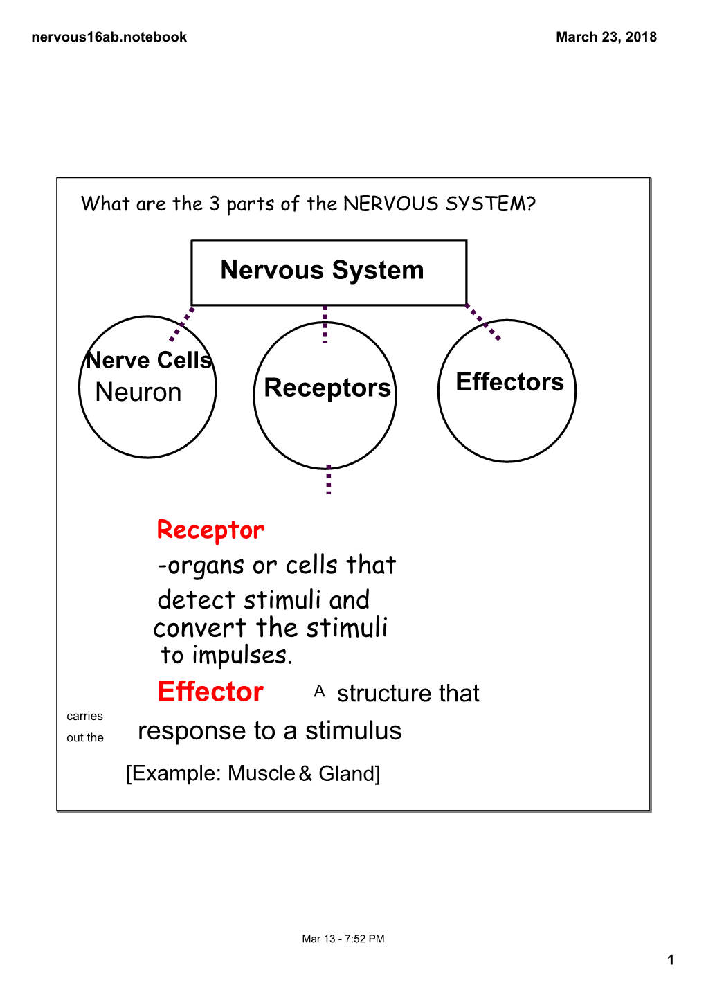 Nervous System?