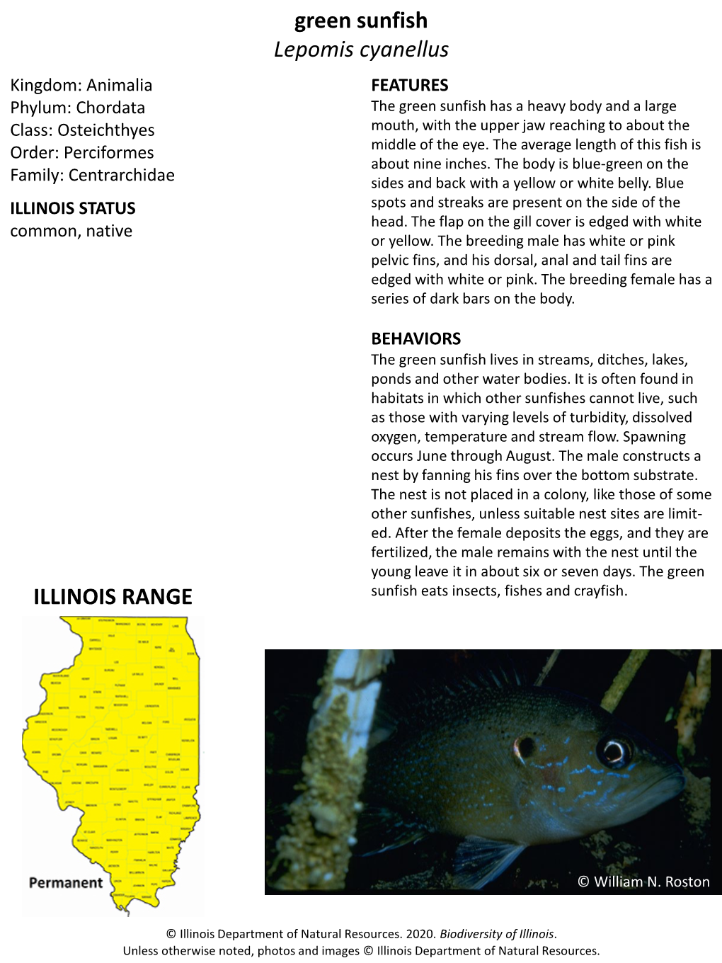 Green Sunfish Lepomis Cyanellus