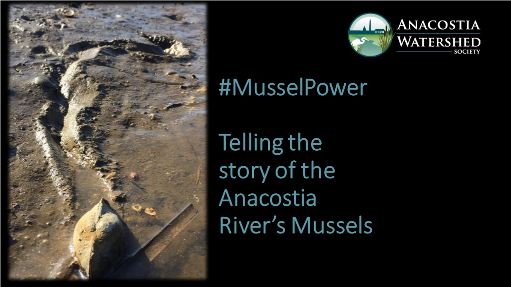 Musselpower Telling the Story of the Anacostia River's Mussels