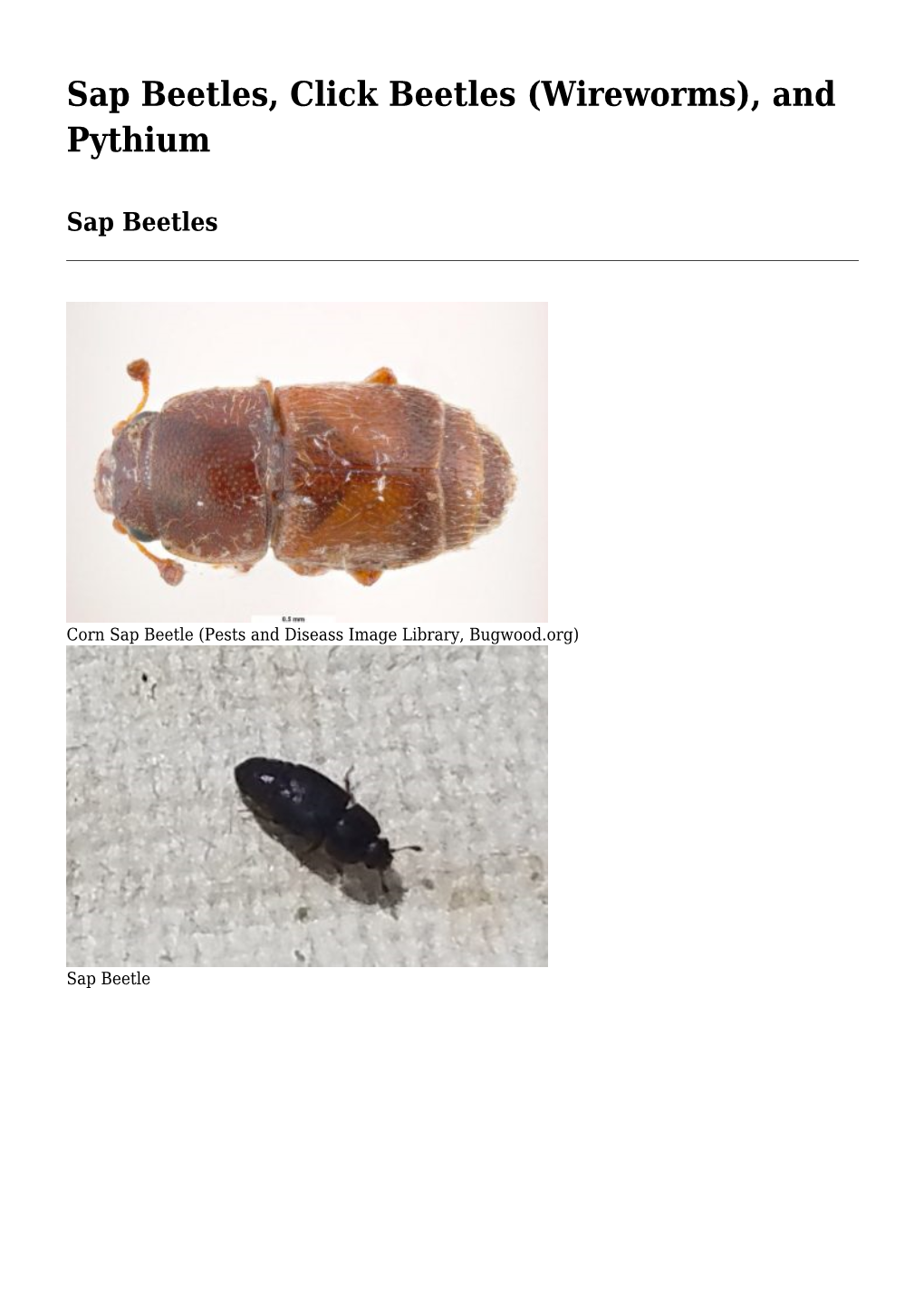 Sap Beetles, Click Beetles (Wireworms), and Pythium