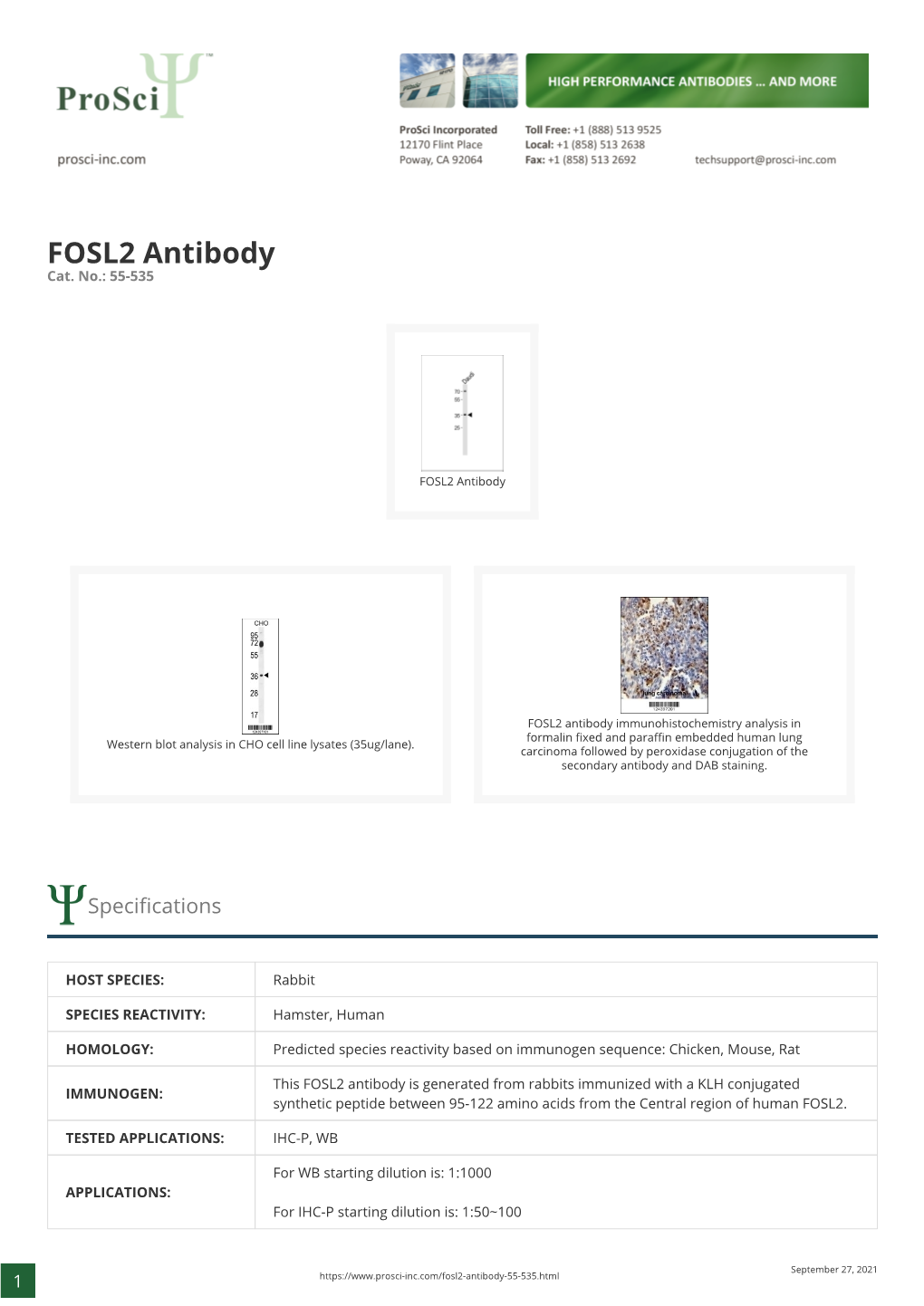FOSL2 Antibody Cat