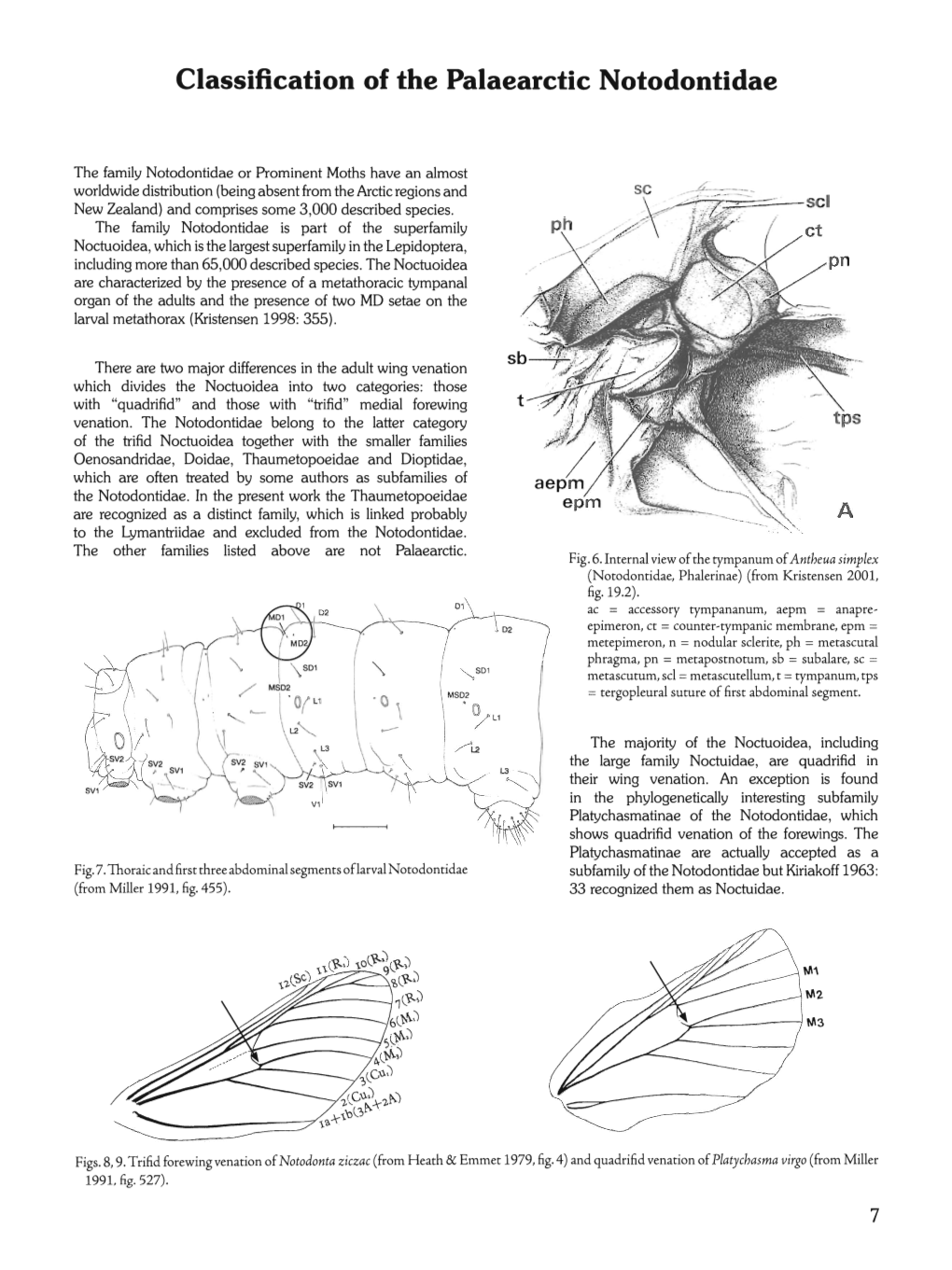 Classification of the Palaearctic Notodontidae