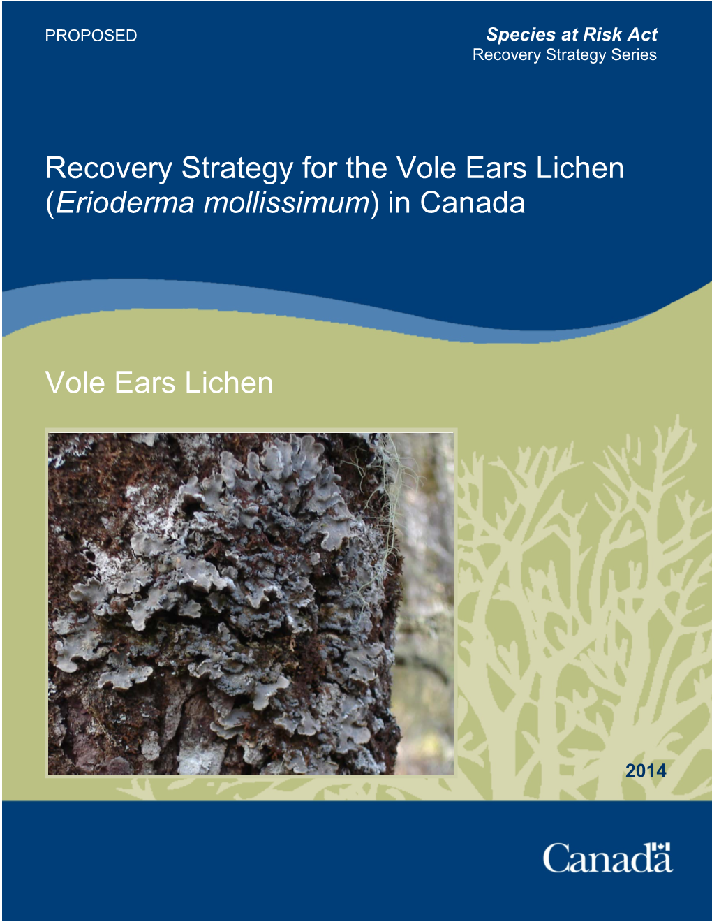 Vole Ears Lichen (Erioderma Mollissimum) in Canada