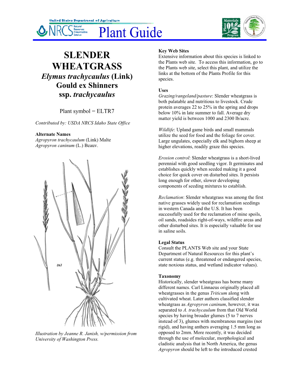 Slender Wheatgrass Is Both Palatable and Nutritious to Livestock