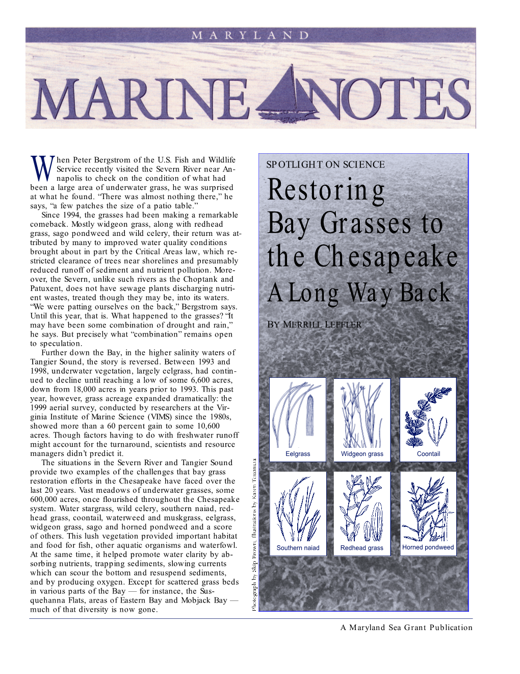 Restoring Bay Grasses to the Chesapeake