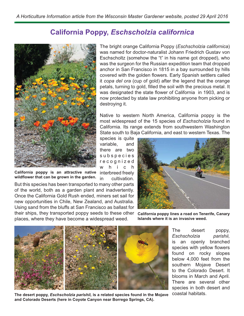 California Poppy, Eschscholzia Californica