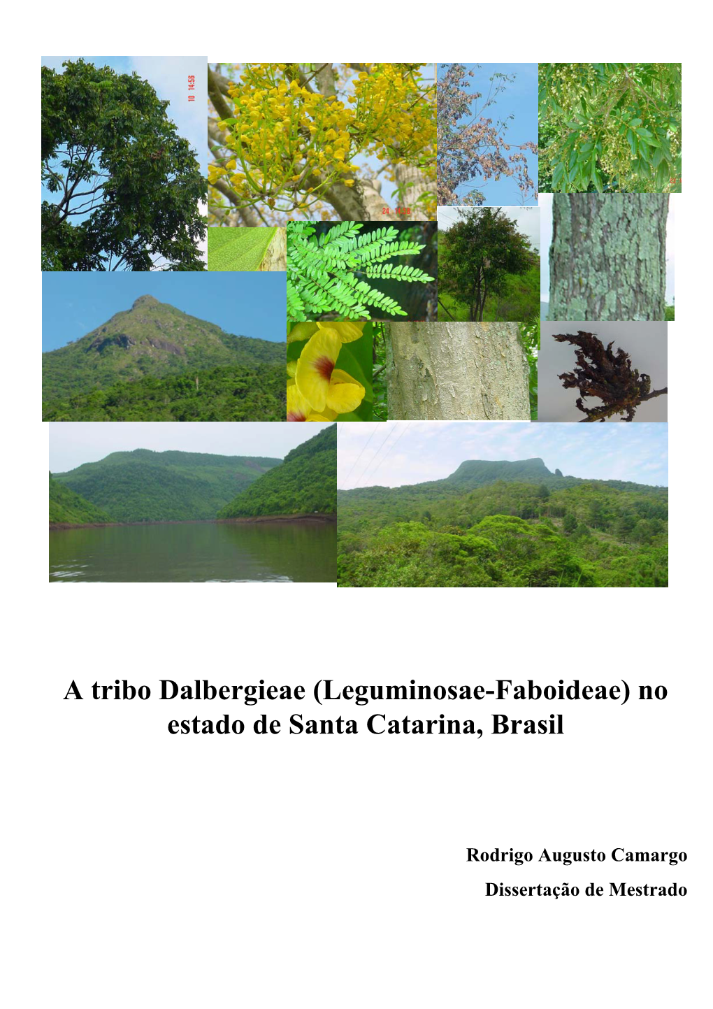 Leguminosae-Faboideae) No Estado De Santa Catarina, Brasil