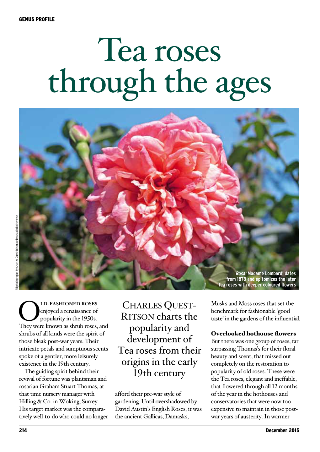 Tea Roses Through the Ages