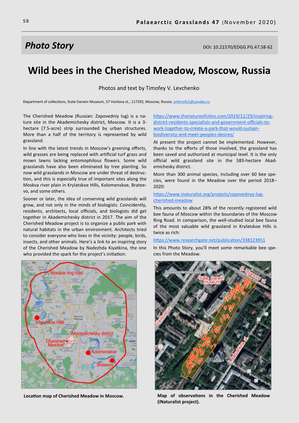 Wild Bees in the Cherished Meadow, Moscow, Russia