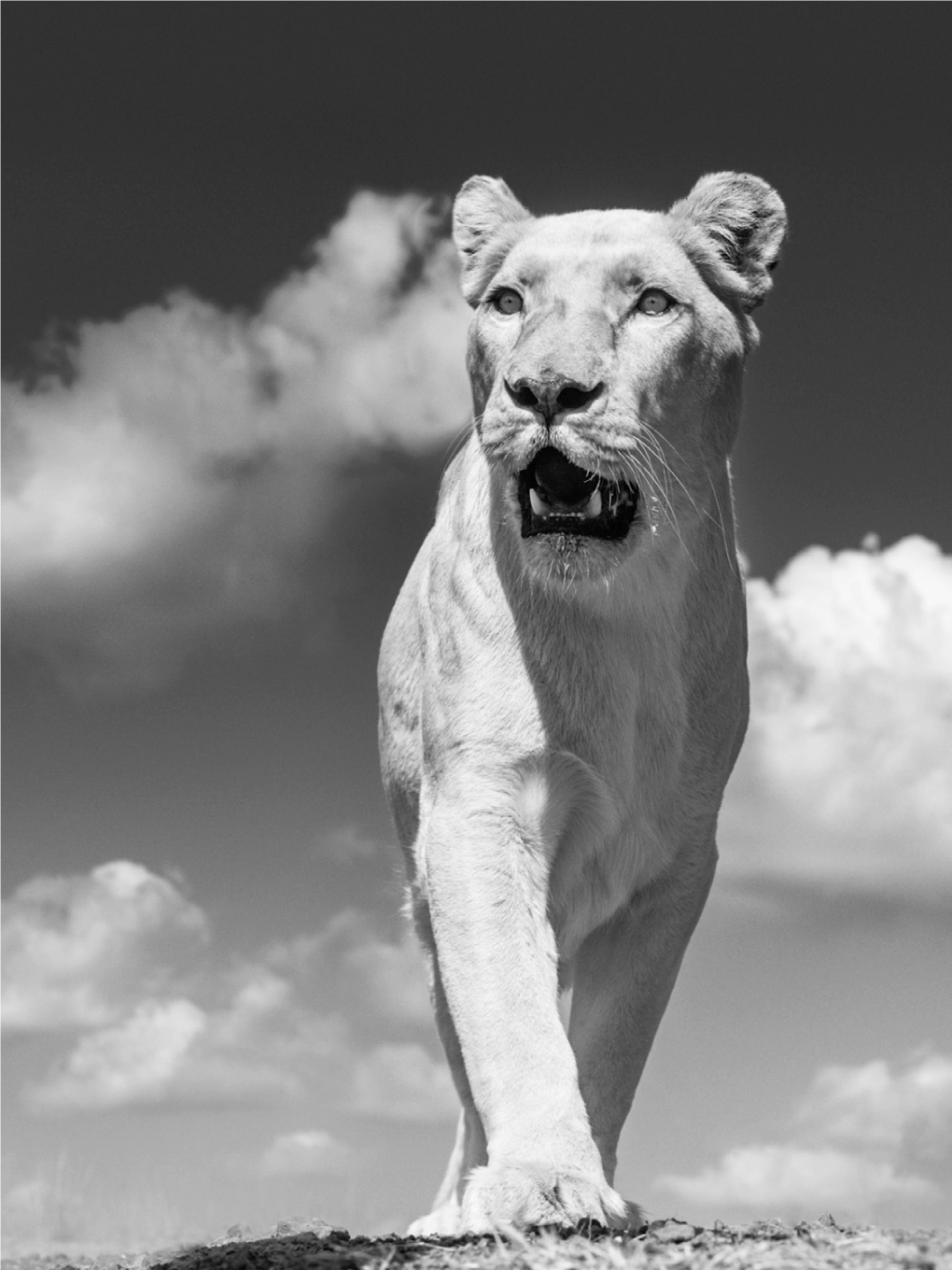 David Yarrow Photography