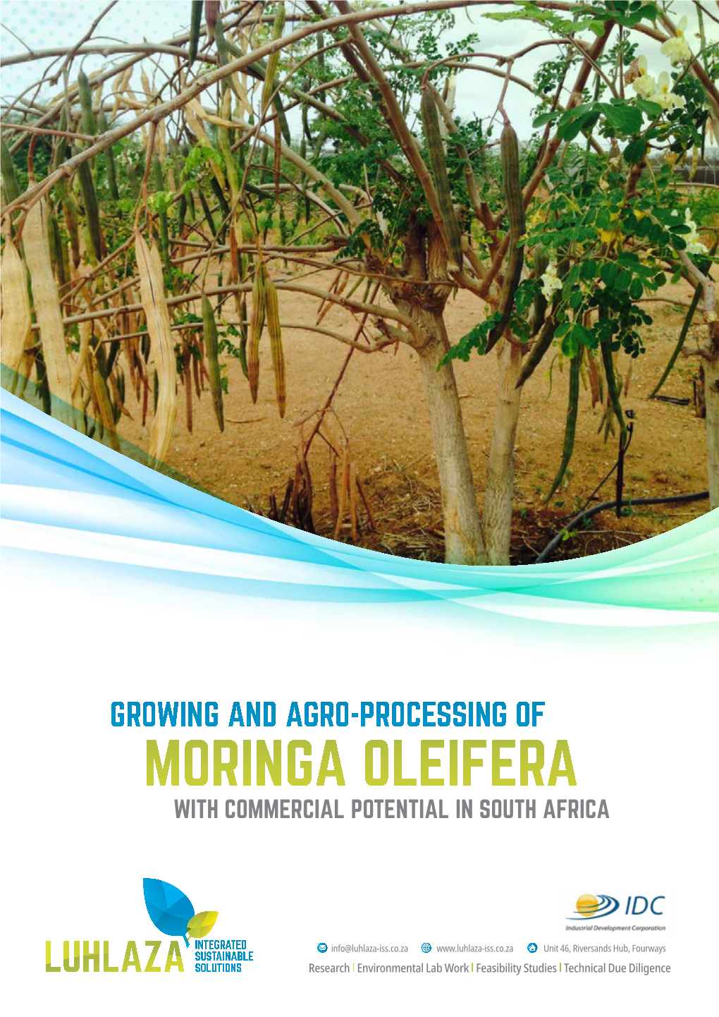 Growing and Agro-Processing of Moringa Oleifera with Commercial Potential in South Africa