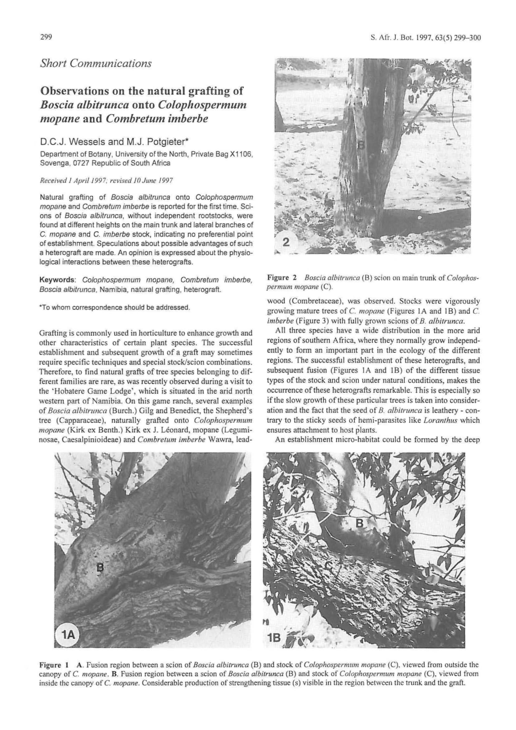 Observations on the Natural Grafting of Boscia Albitrunca Onto Colophospermum Mopane and Combretum Imberbe