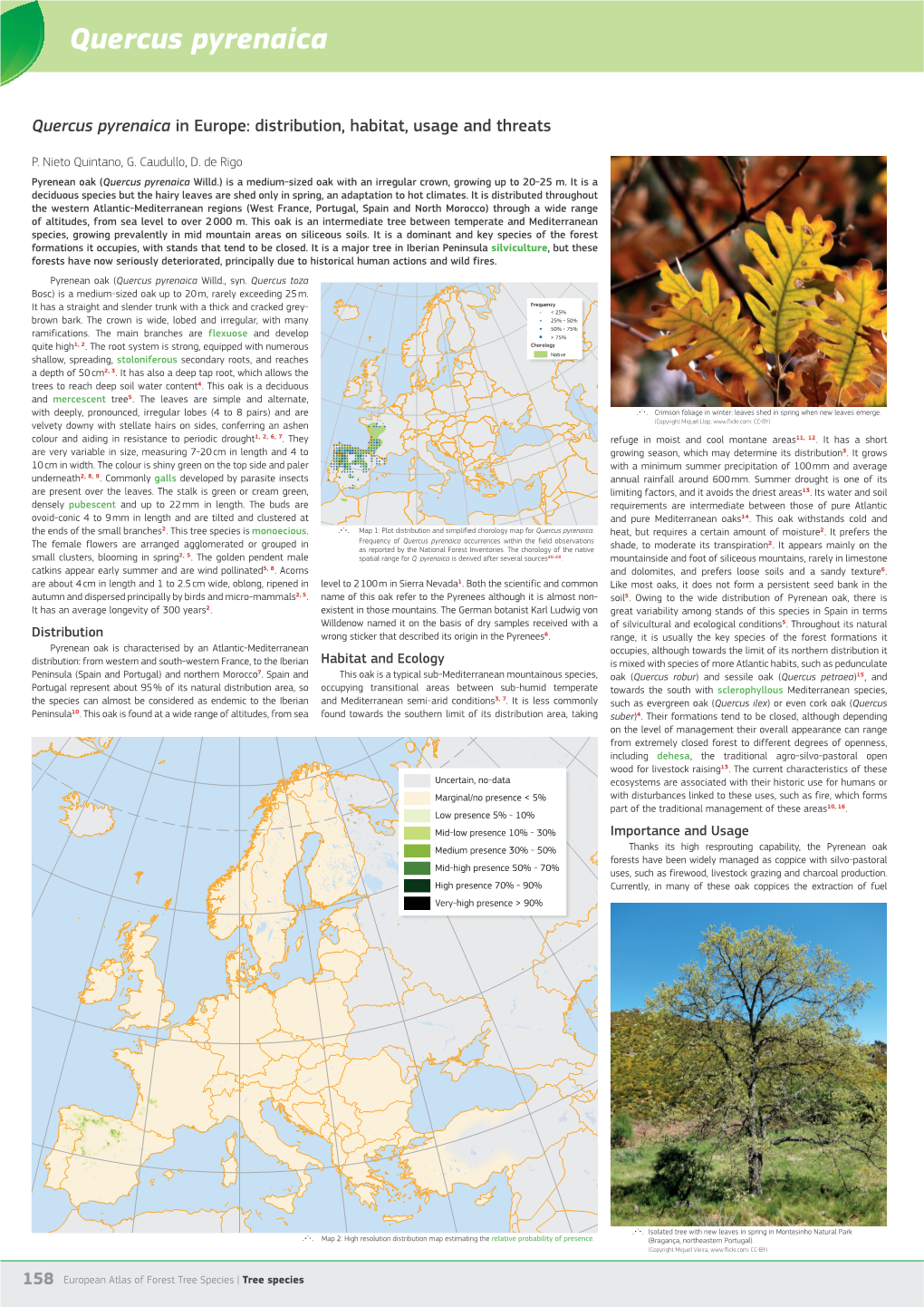 Quercus Pyrenaica