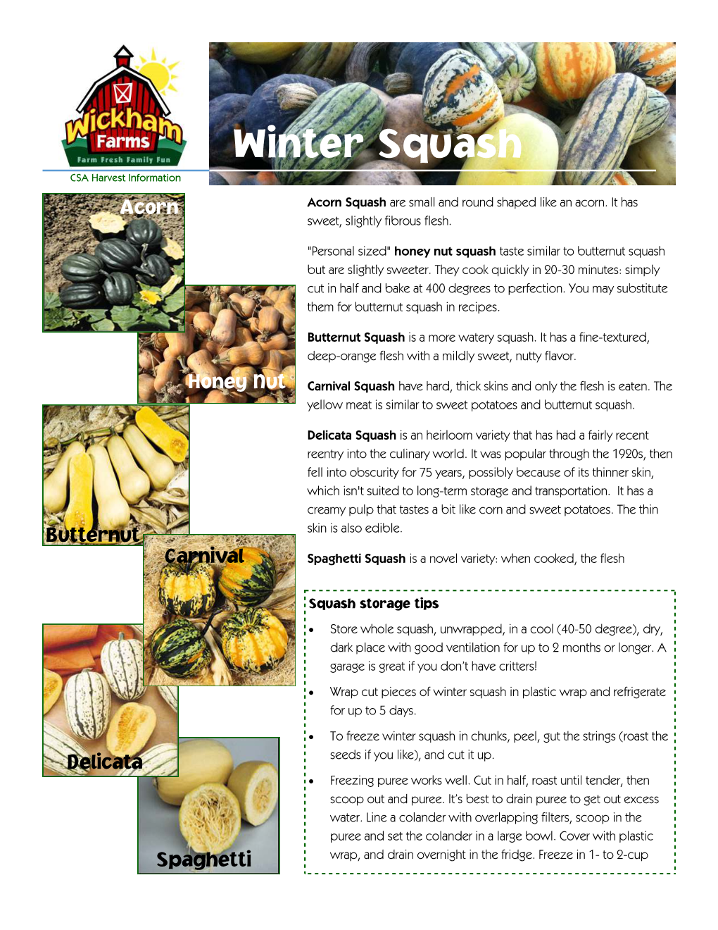 Winter Squash CSA Harvest Information Acorn Acorn Squash Are Small and Round Shaped Like an Acorn