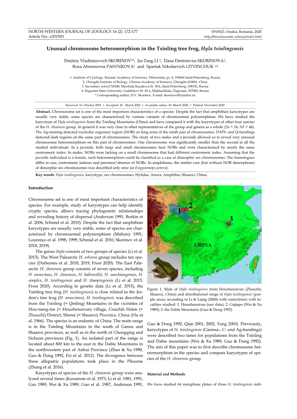 Unusual Chromosome Heteromorphism in the Tsinling Tree Frog, Hyla Tsinlingensis