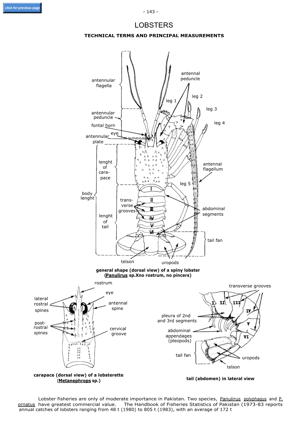 Lobsters Technical Terms and Principal Measurements