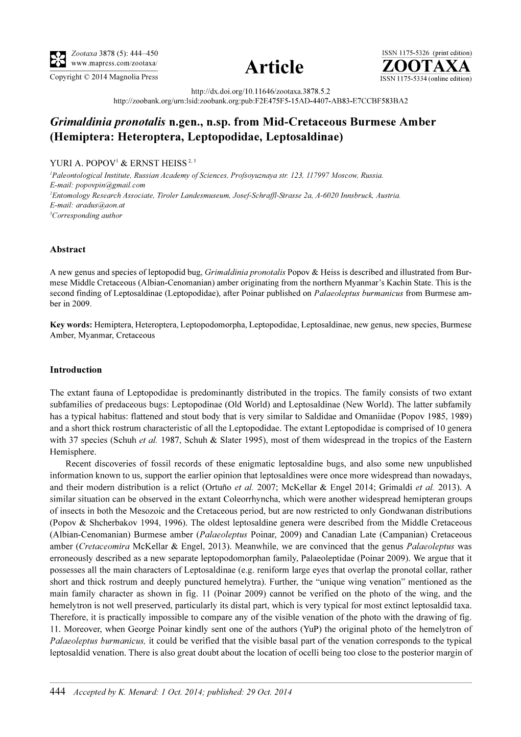 Grimaldinia Pronotalis N.Gen., N.Sp. from Mid-Cretaceous Burmese Amber (Hemiptera: Heteroptera, Leptopodidae, Leptosaldinae)