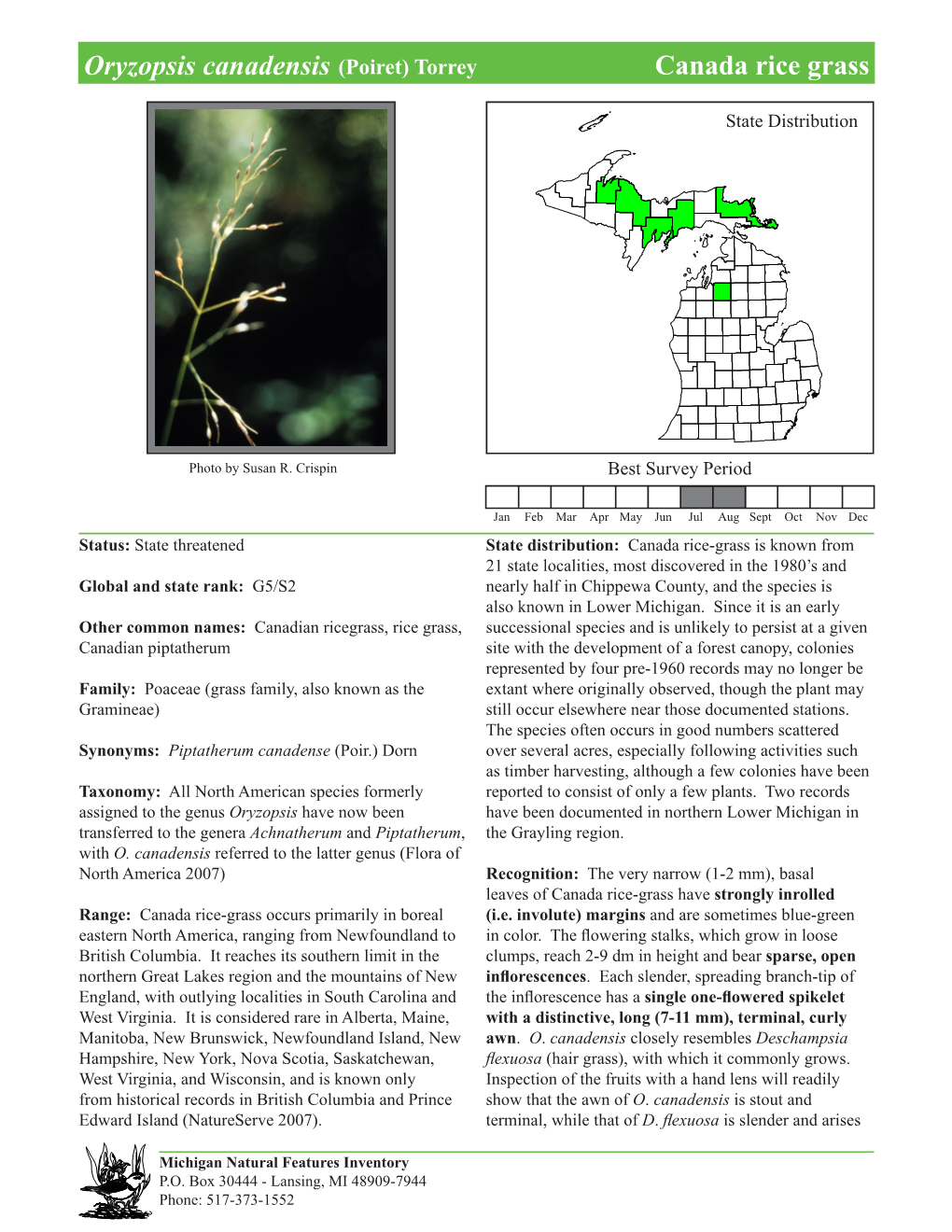 Oryzopsis Canadensis (Poiret) Torrey Canada Rice Grass