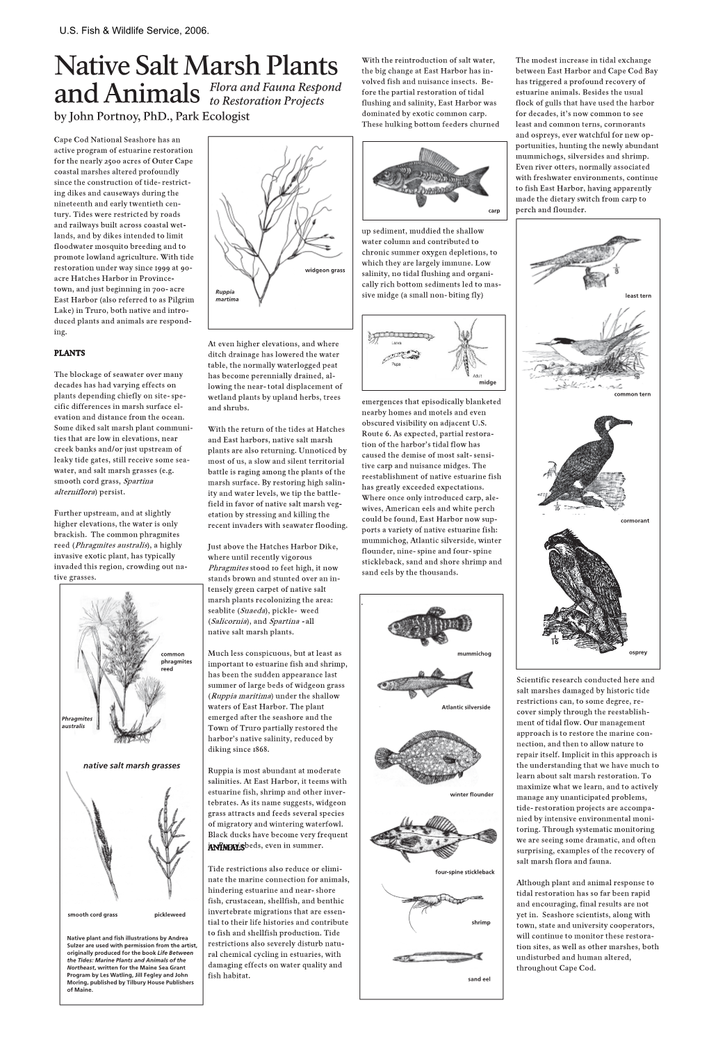 Native Salt Marsh Plants and Animals