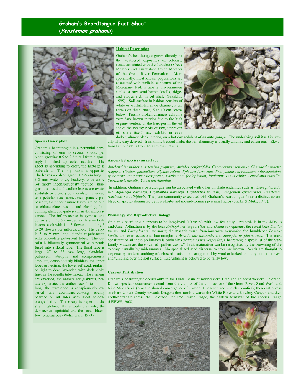 Graham's Beardtongue Fact Sheet (Penstemon Grahamii)