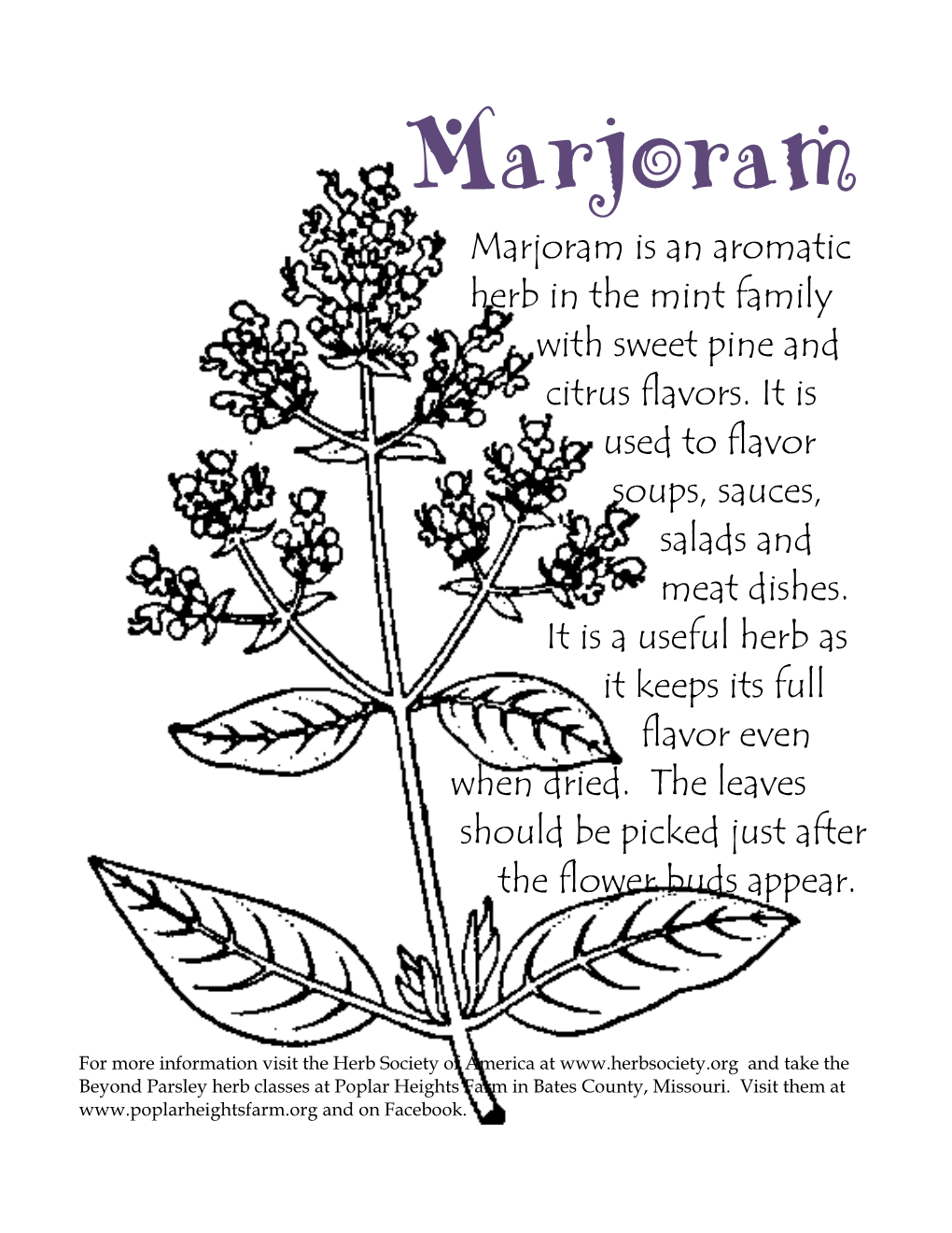 Marjoram Marjoram Is an Aromatic Herb in the Mint Family with Sweet Pine and Citrus Flavors