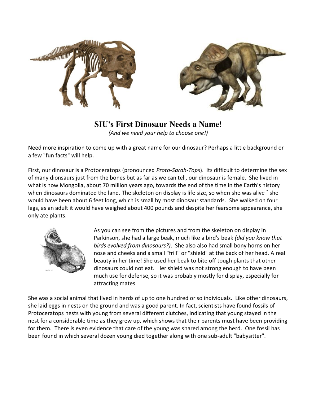 SIU Protoceratops