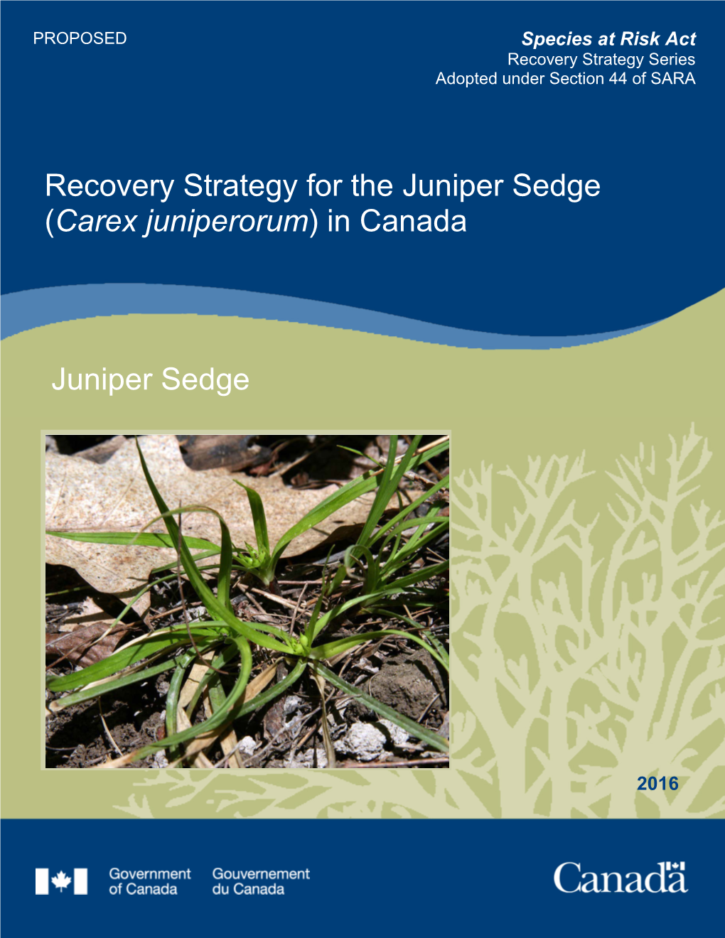 Juniper Sedge (Carex Juniperorum) in Canada
