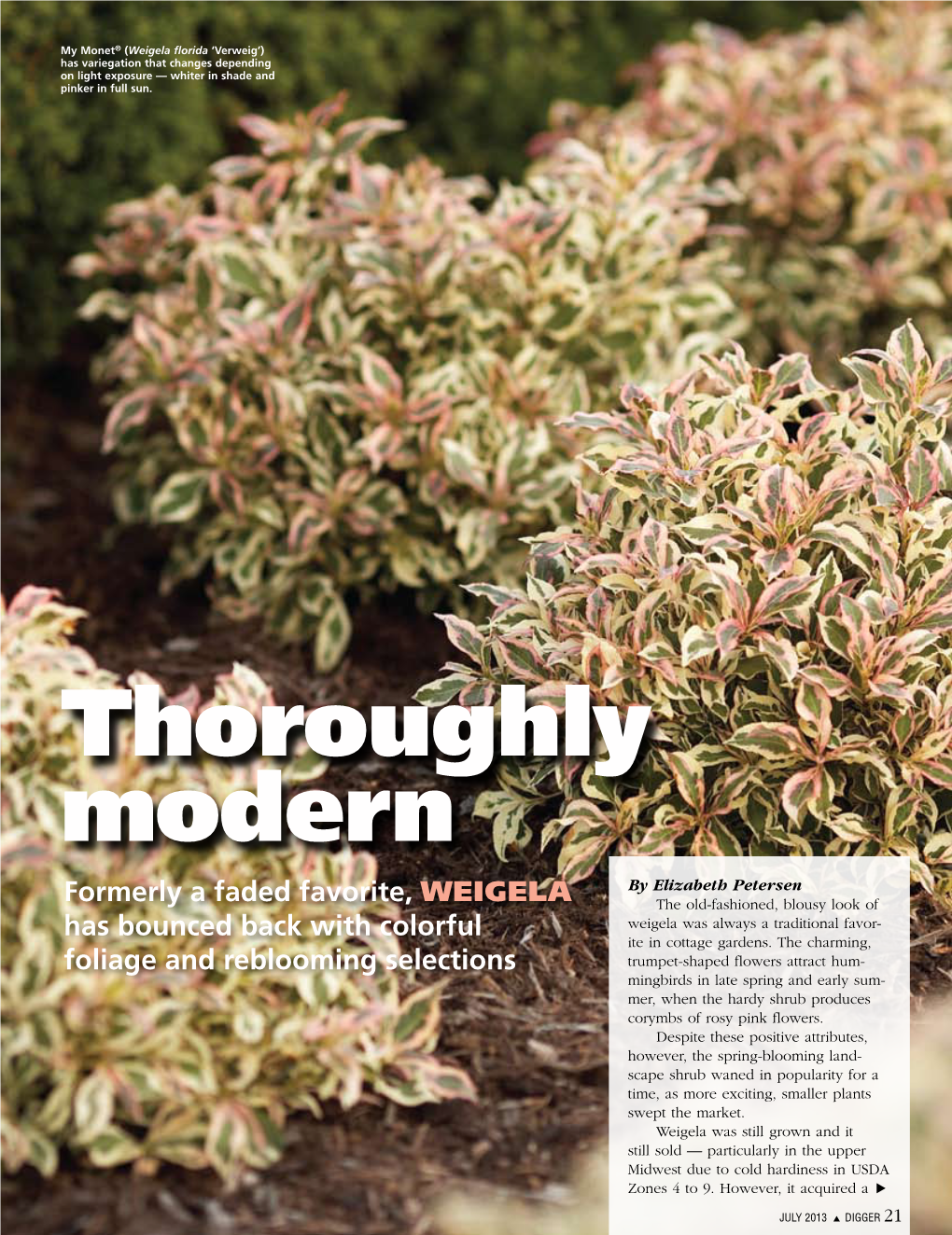 Weigela Florida ‘Verweig’) Has Variegation That Changes Depending on Light Exposure — Whiter in Shade and Pinker in Full Sun