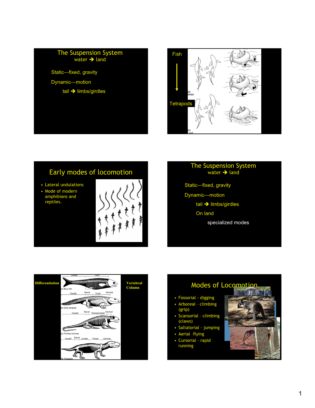 Locomotion (Cursorial)