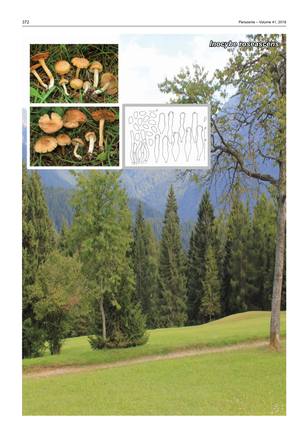 Inocybe Roseascens Fungal Planet Description Sheets 373