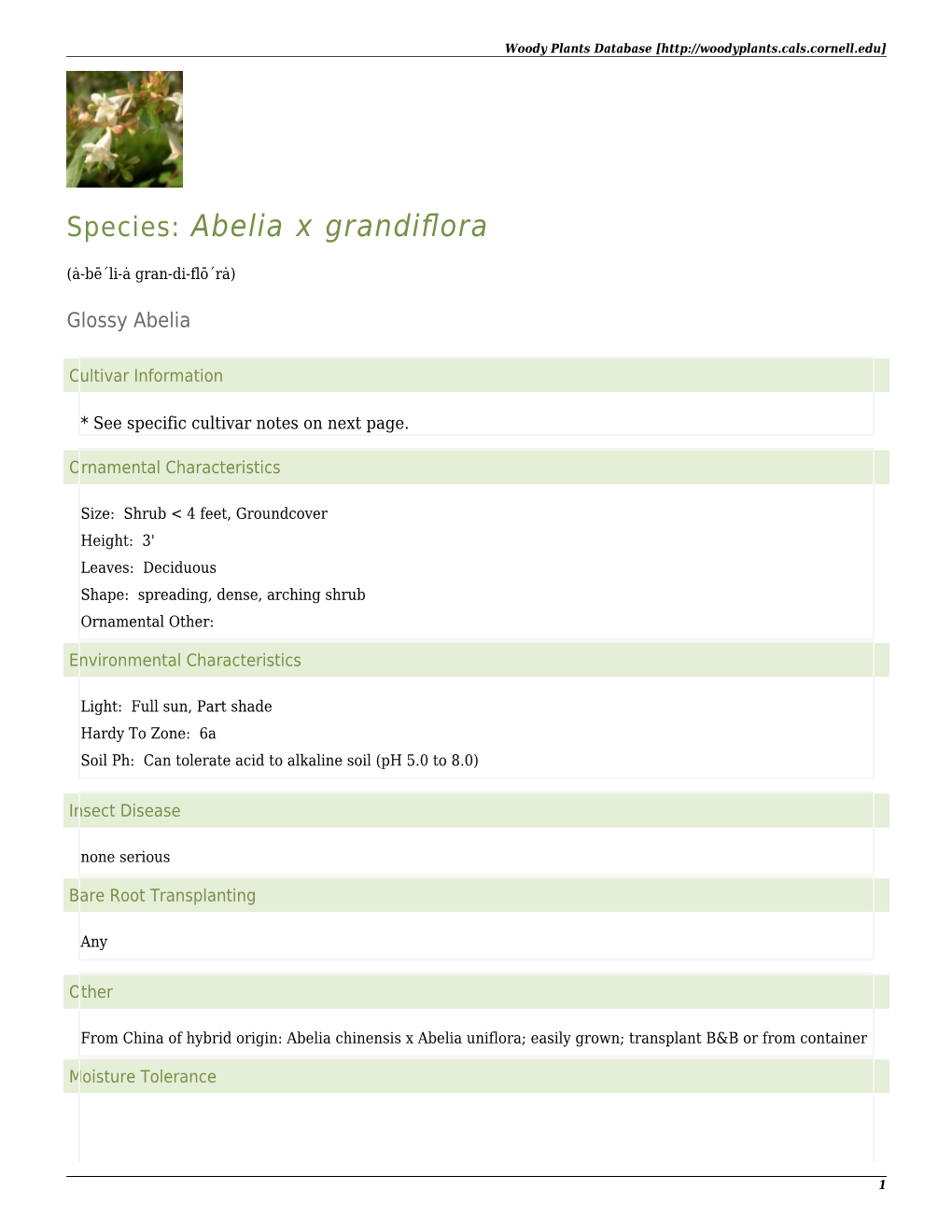 Species: Abelia X Grandiflora