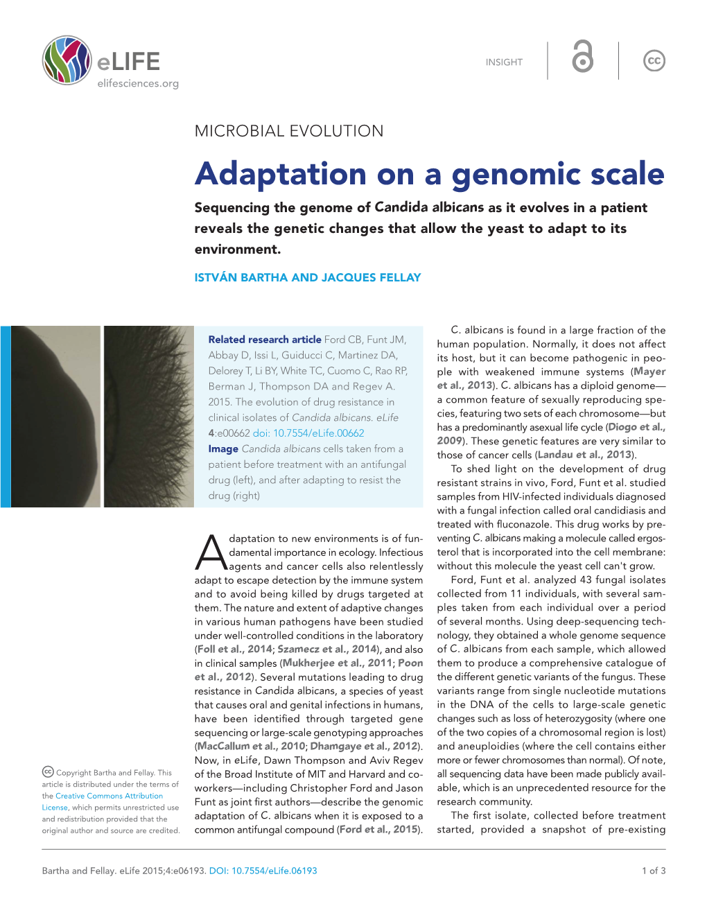 Adaptation on a Genomic Scale