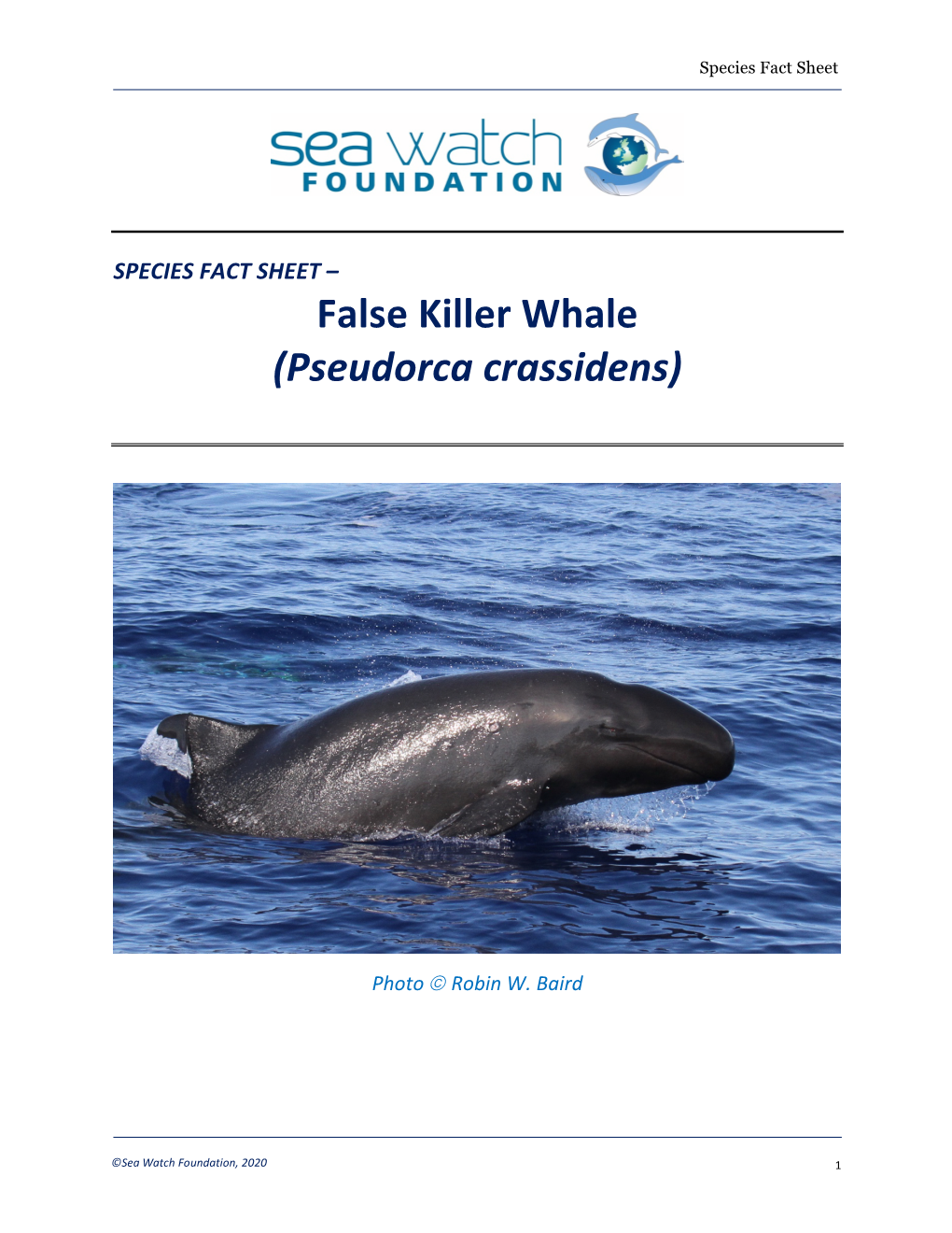 False Killer Whale (Pseudorca Crassidens)