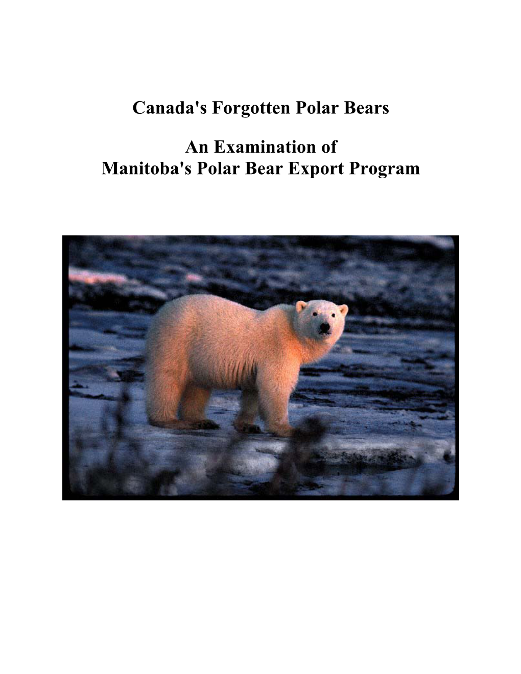 Canada's Forgotten Polar Bears
