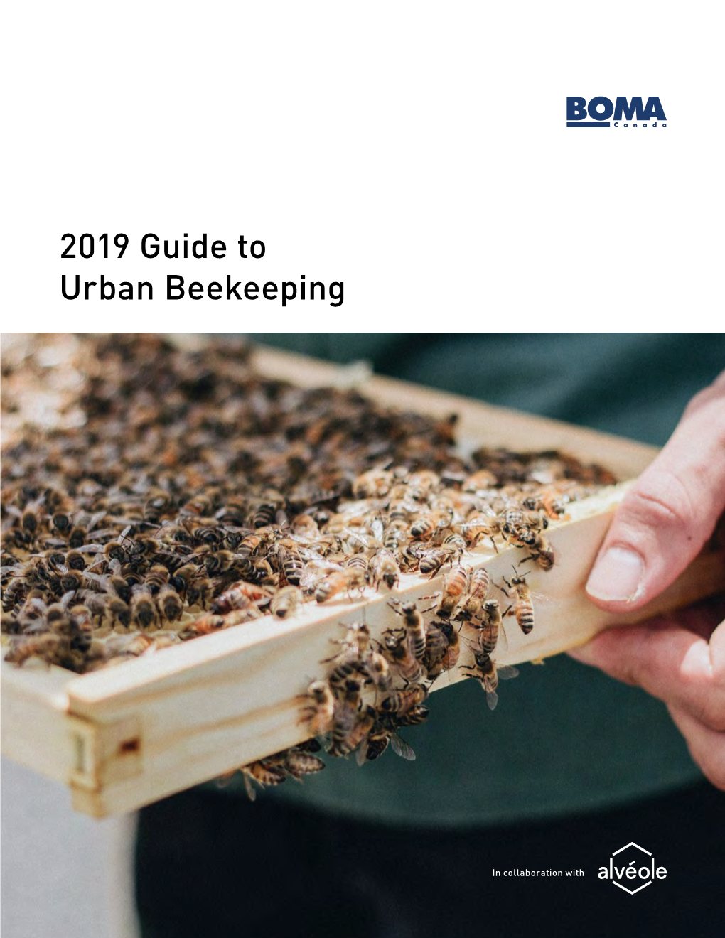 2019 Guide to Urban Beekeeping