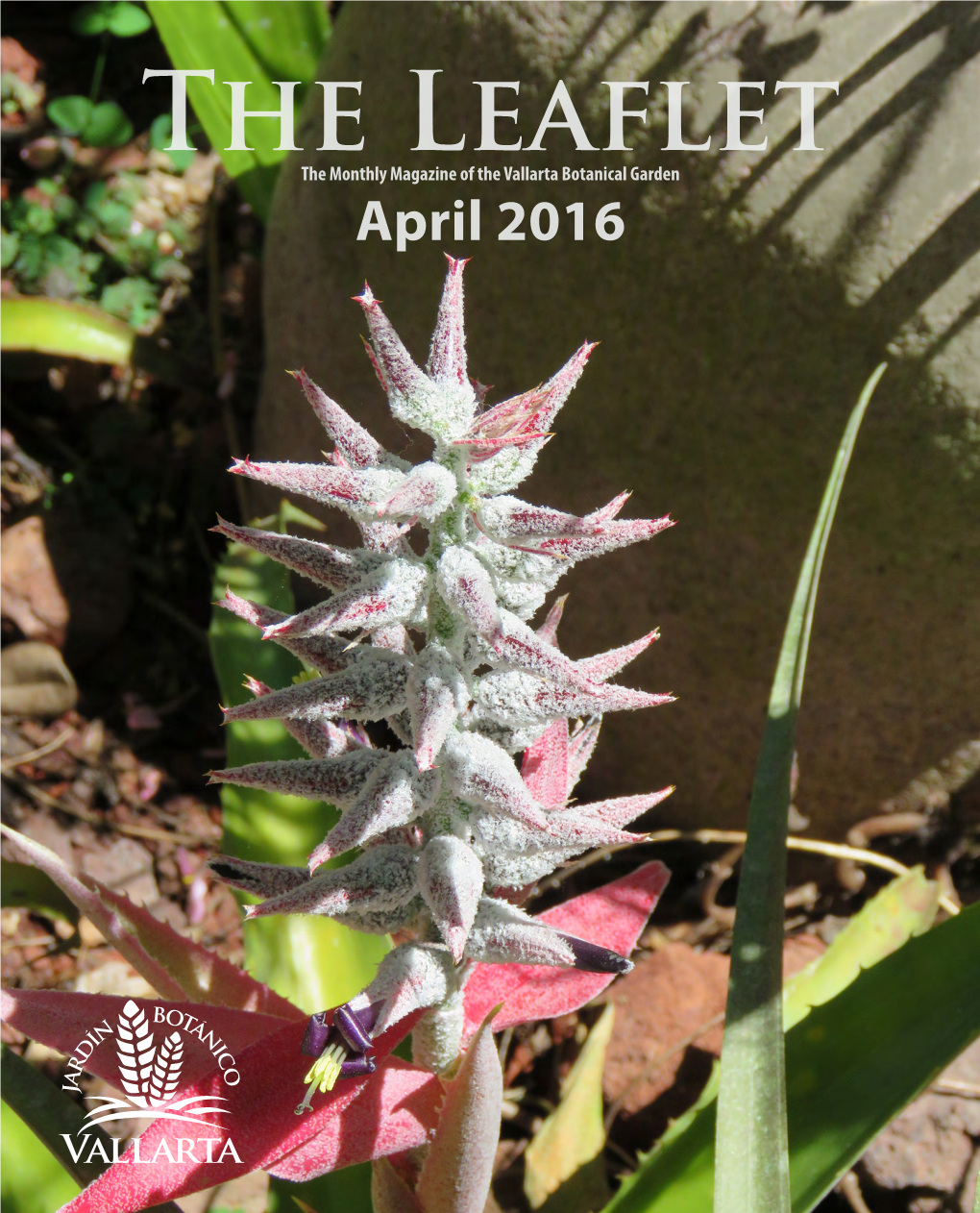 April 2016 the Leaflet the Monthly Magazine of the Vallarta Botanical Garden Puerto Vallarta, Jalisco, México April 2016 Vol