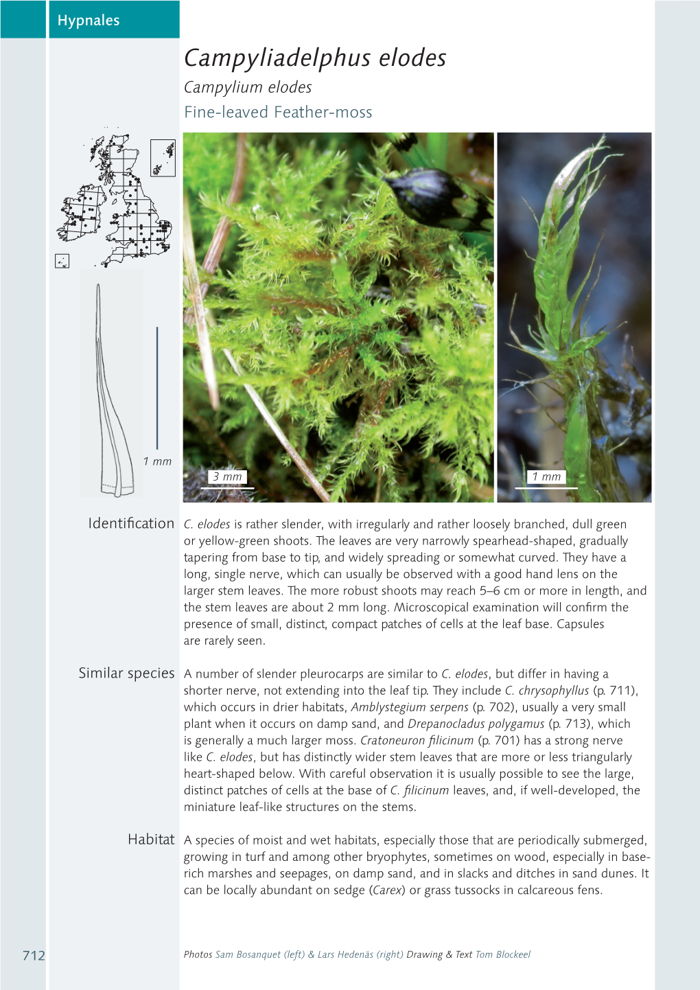 Campyliadelphus Elodes Campylium Elodes Fine-Leaved Feather-Moss