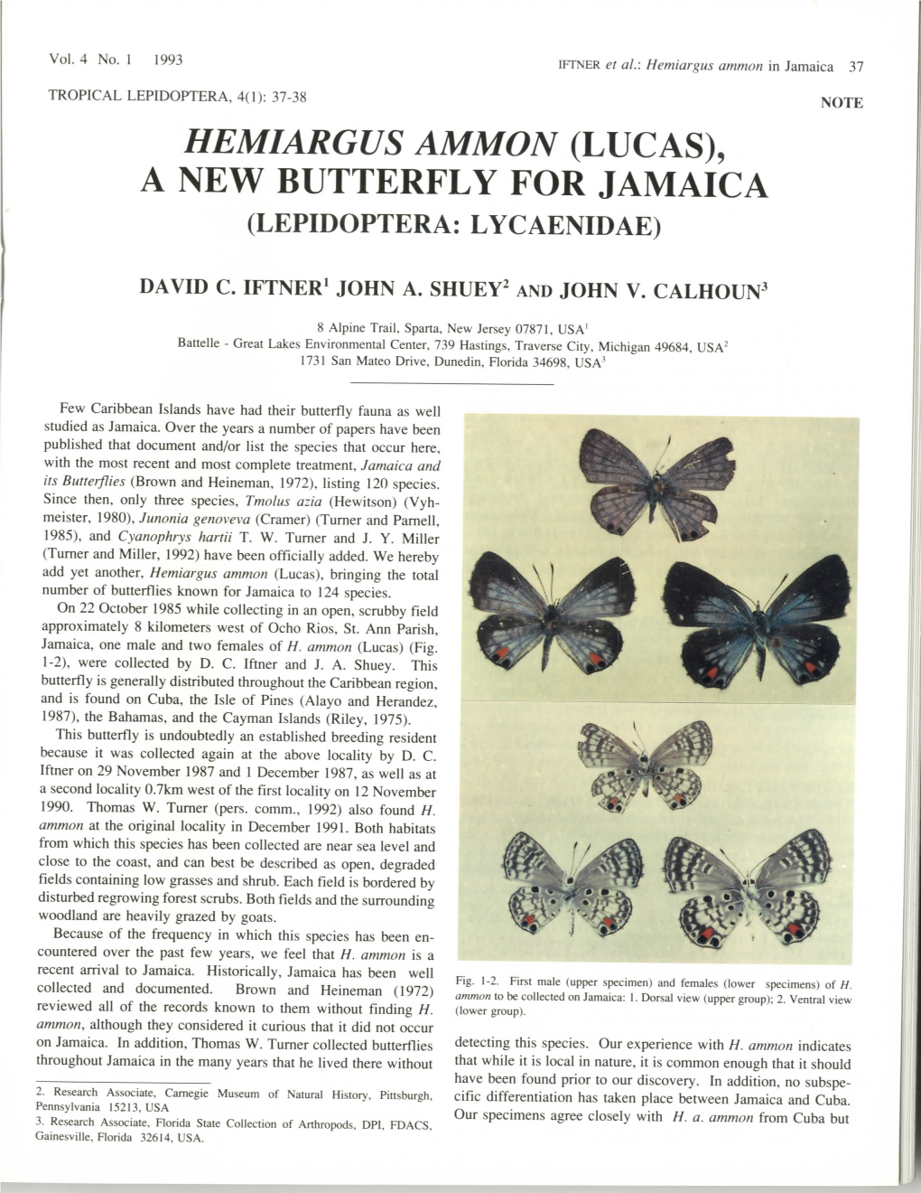 A New Butterfly for Jamaica (Lepidoptera: Lycaenidae)