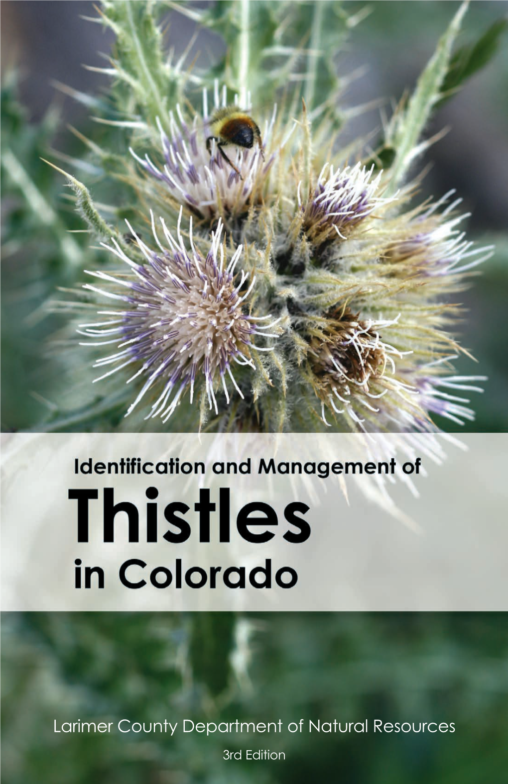 Identification and Management of Thistles in Colorado