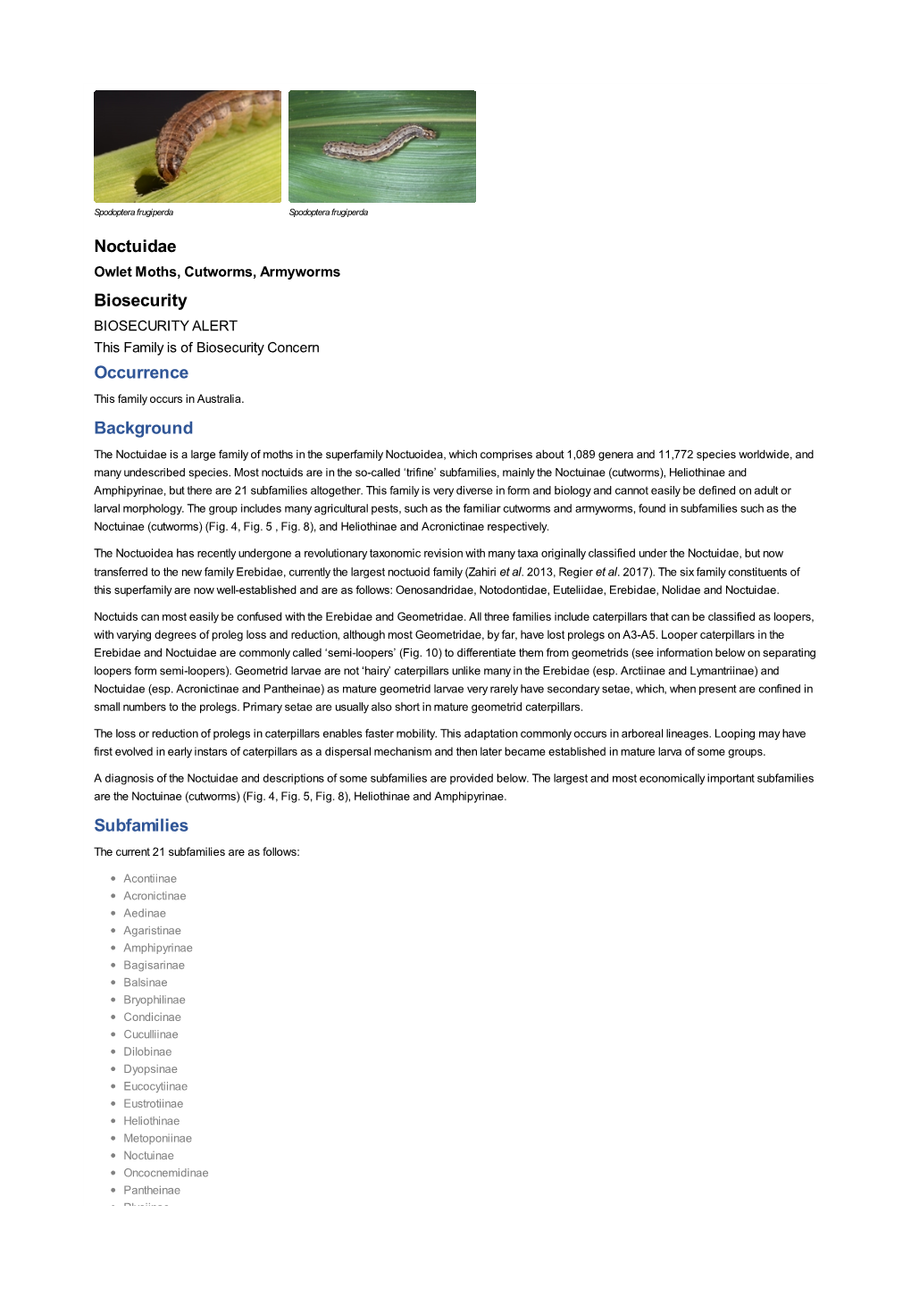 Noctuidae Biosecurity Occurrence Background Subfamilies