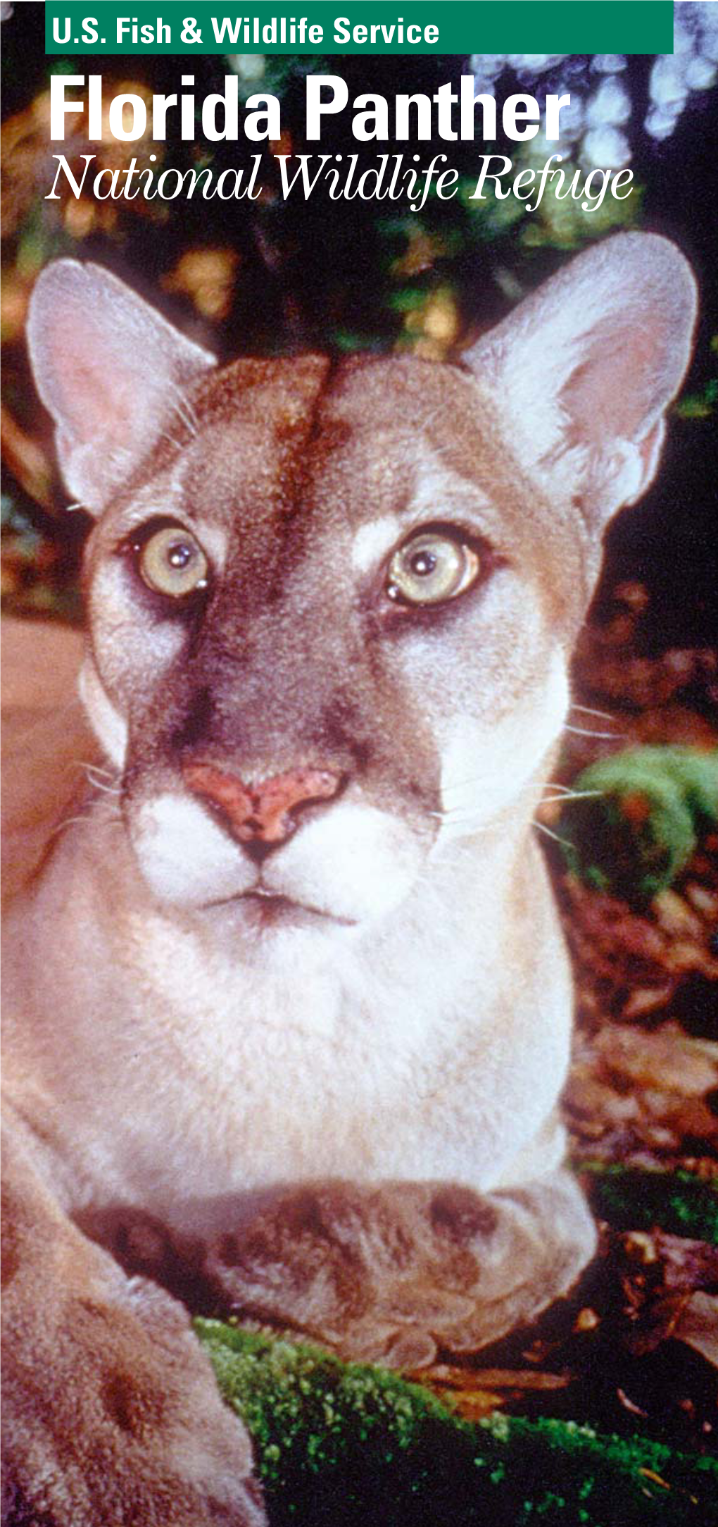 Florida Panther National Wildlife Refuge