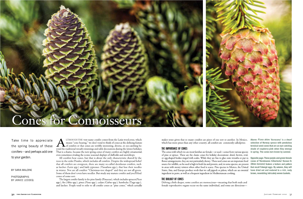 Cones for Connoisseurs by Sara Malone