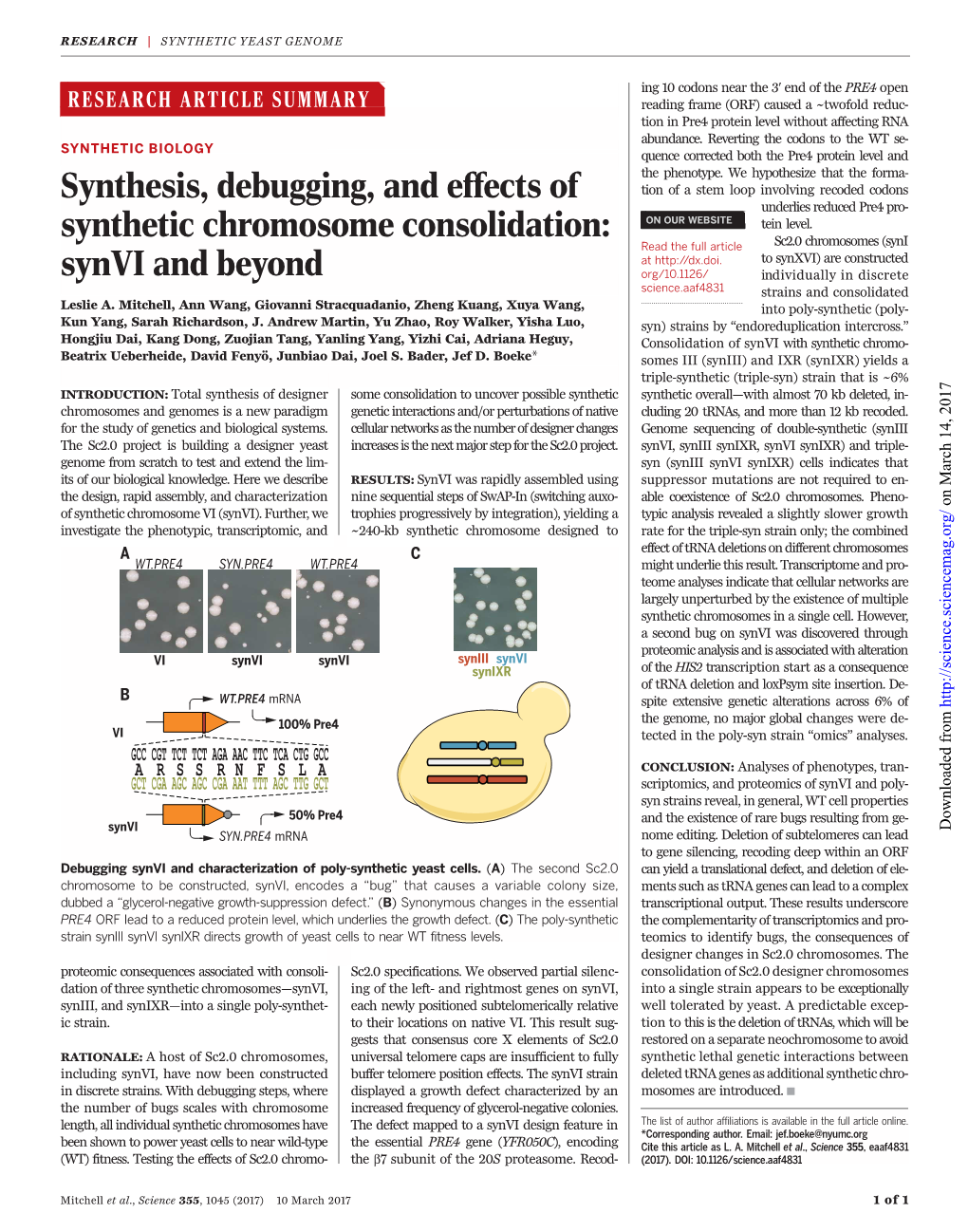 Synthesis, Debugging, and Effects of Synthetic Chromosome Consolidation: Synvi and Beyond Leslie A