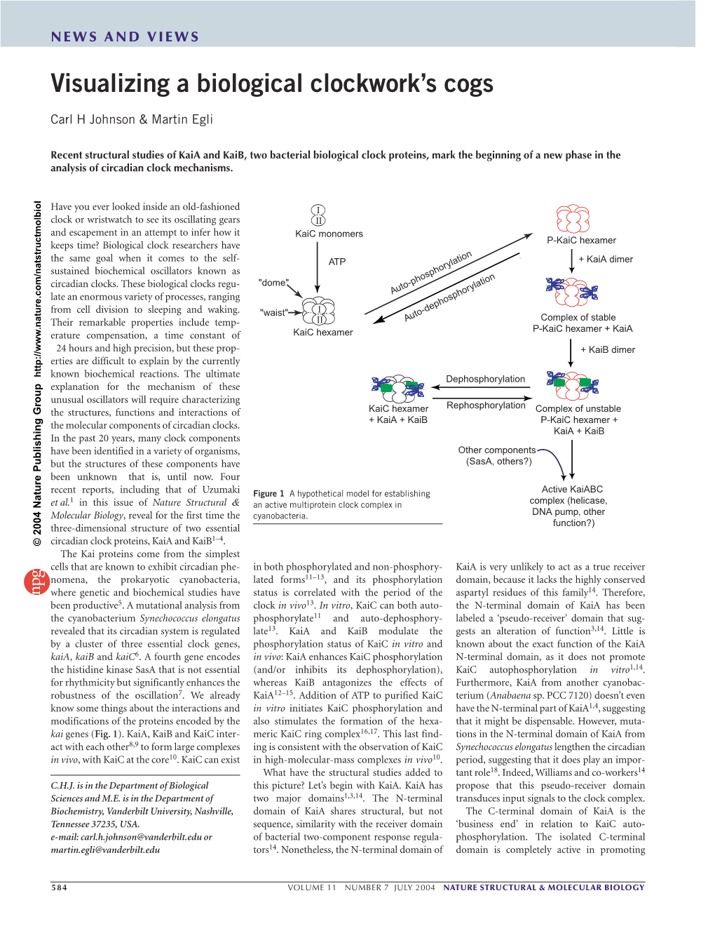 Visualizing a Biological Clockwork's Cogs