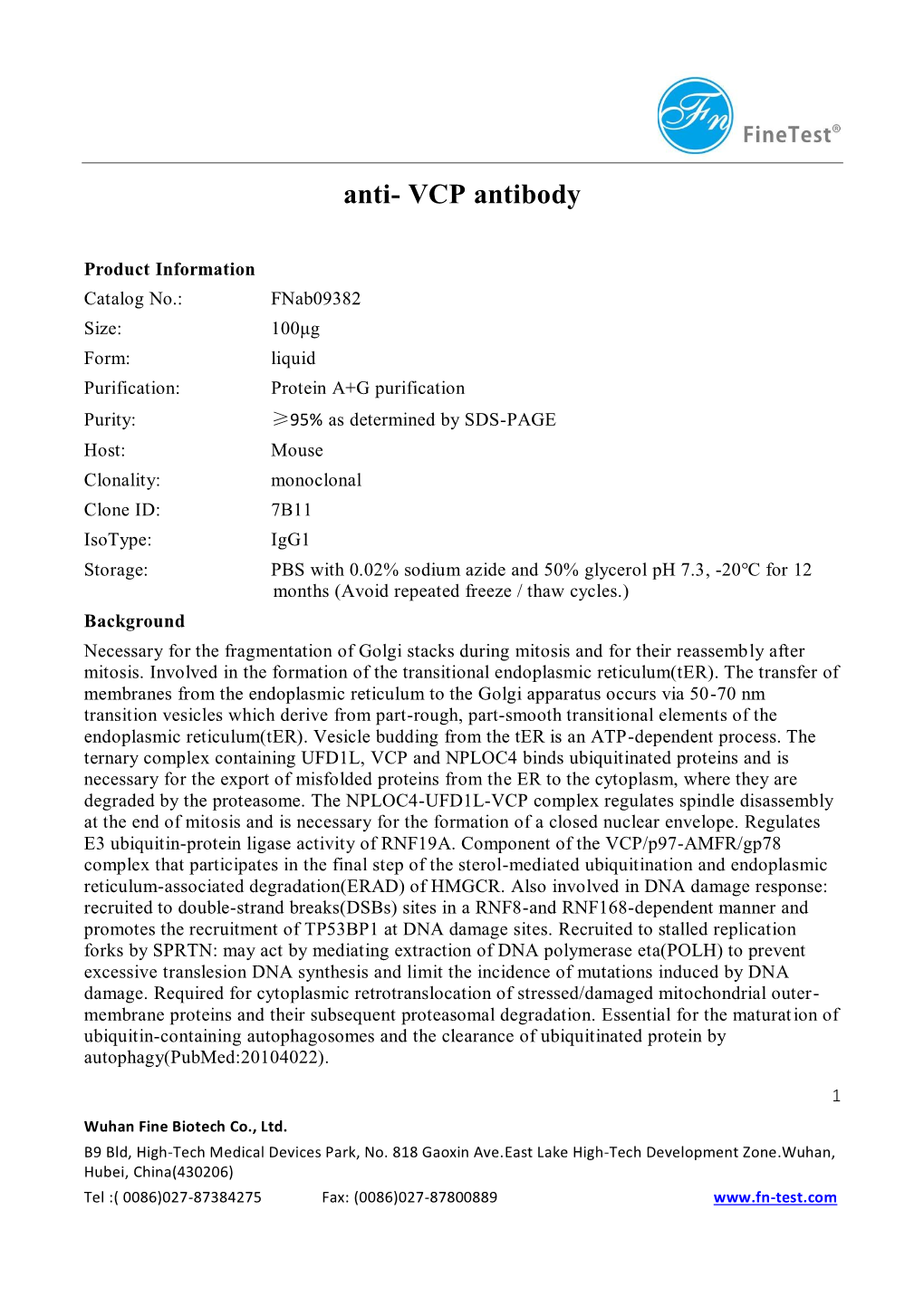 Anti- VCP Antibody